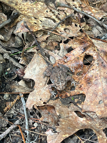 American Toad