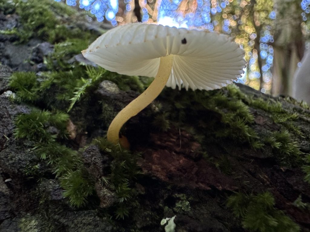 Leucoinocybe auricoma · May 2025 · photo: © prossington (iNaturalist, cc-by)