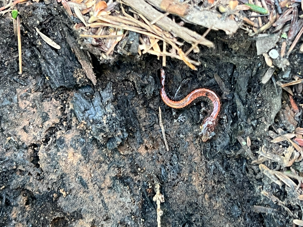 Eastern Red-backed Salamander