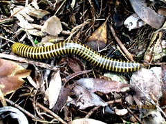 Rhinocricidae