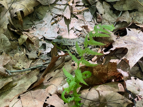 Green Frog
