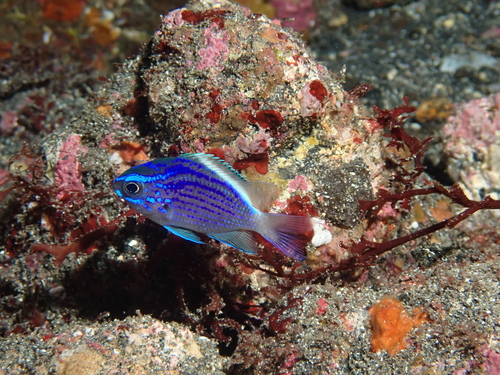 Oval chromis (Chromis alta) — Pomacentridae — 2