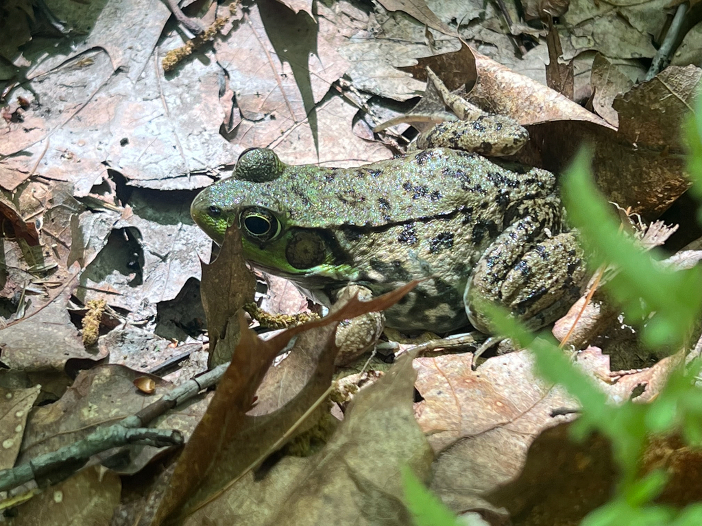 Green Frog