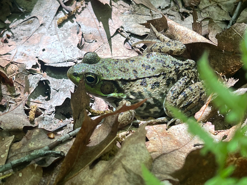 Green Frog