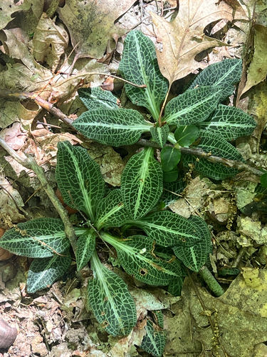 downy rattlesnake plantain