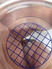 Adelphocoris rapidus