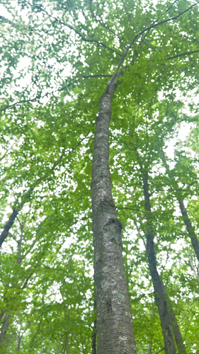 sweet birch