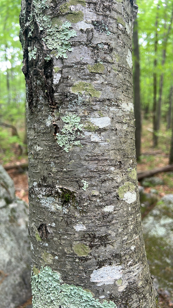 sweet birch