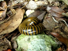 Rhinocricidae