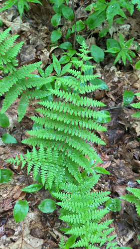 hay-scented fern