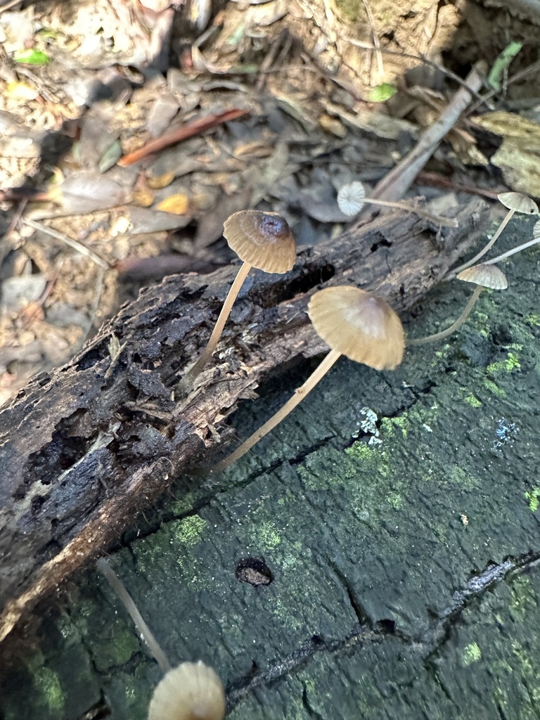Mycena cystidiosa · May 2025 · photo: © prossington (iNaturalist, cc-by)