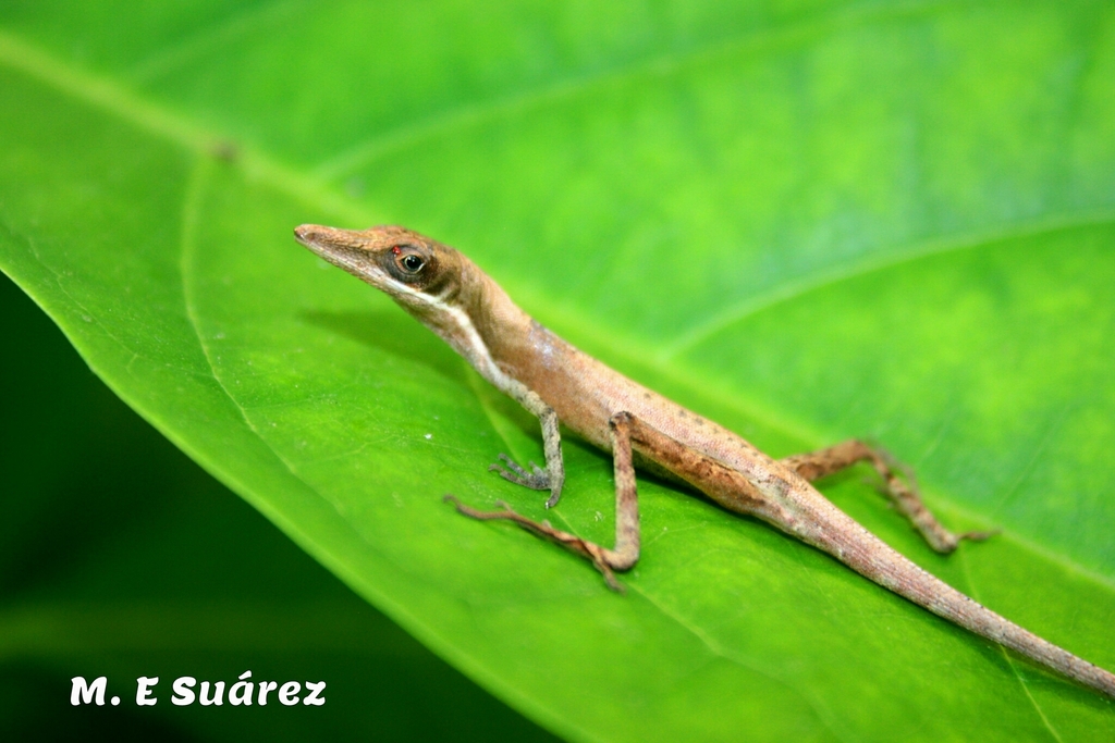 Anfiodlul Anole