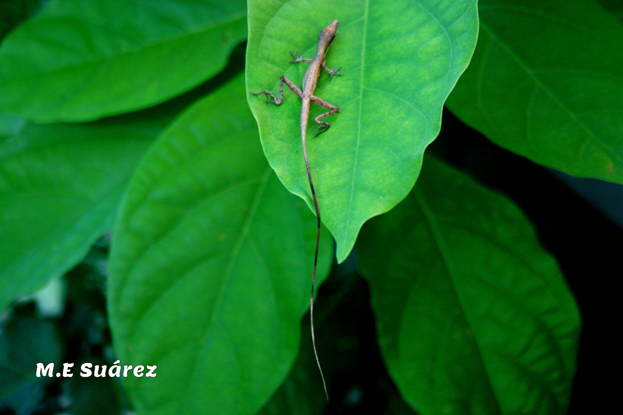 Anfiodlul Anole photo 3