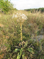 Senecio doria