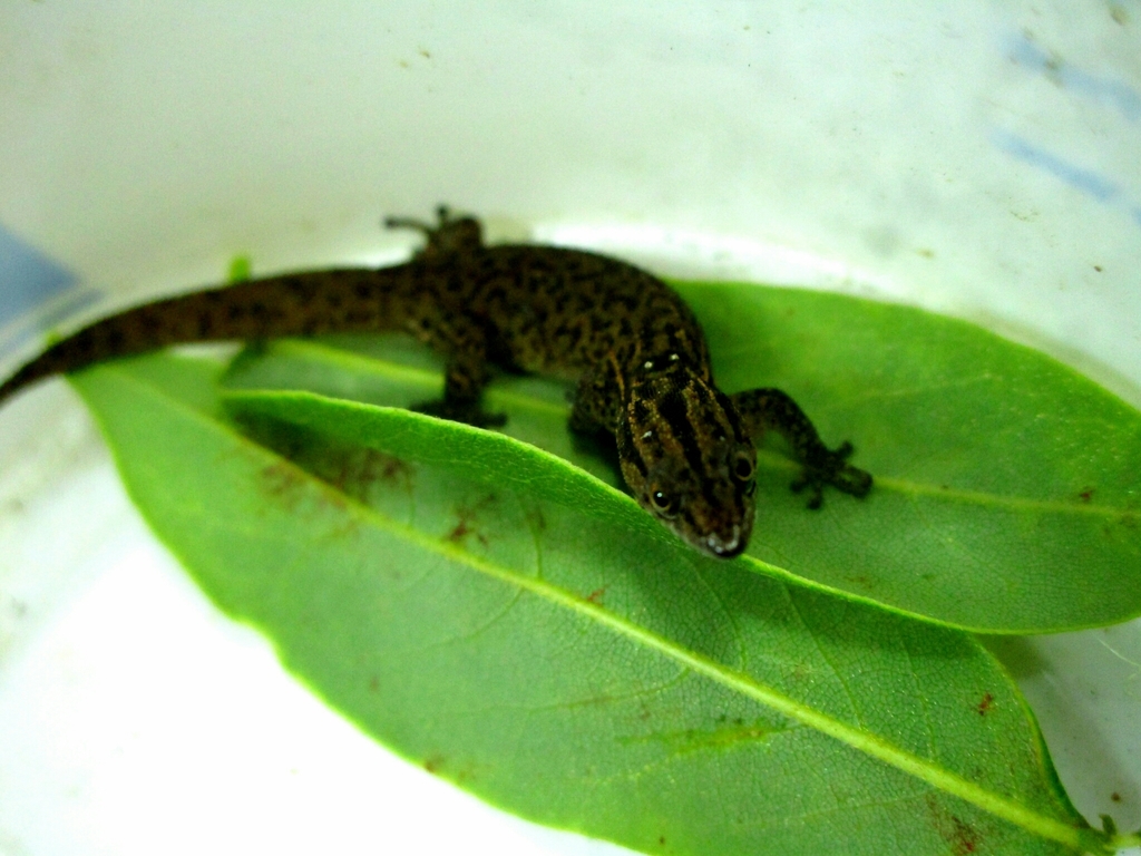 Baracoan Eyespot Sphaero