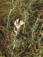 Astragalus albicaulis