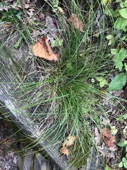 Carex radiata