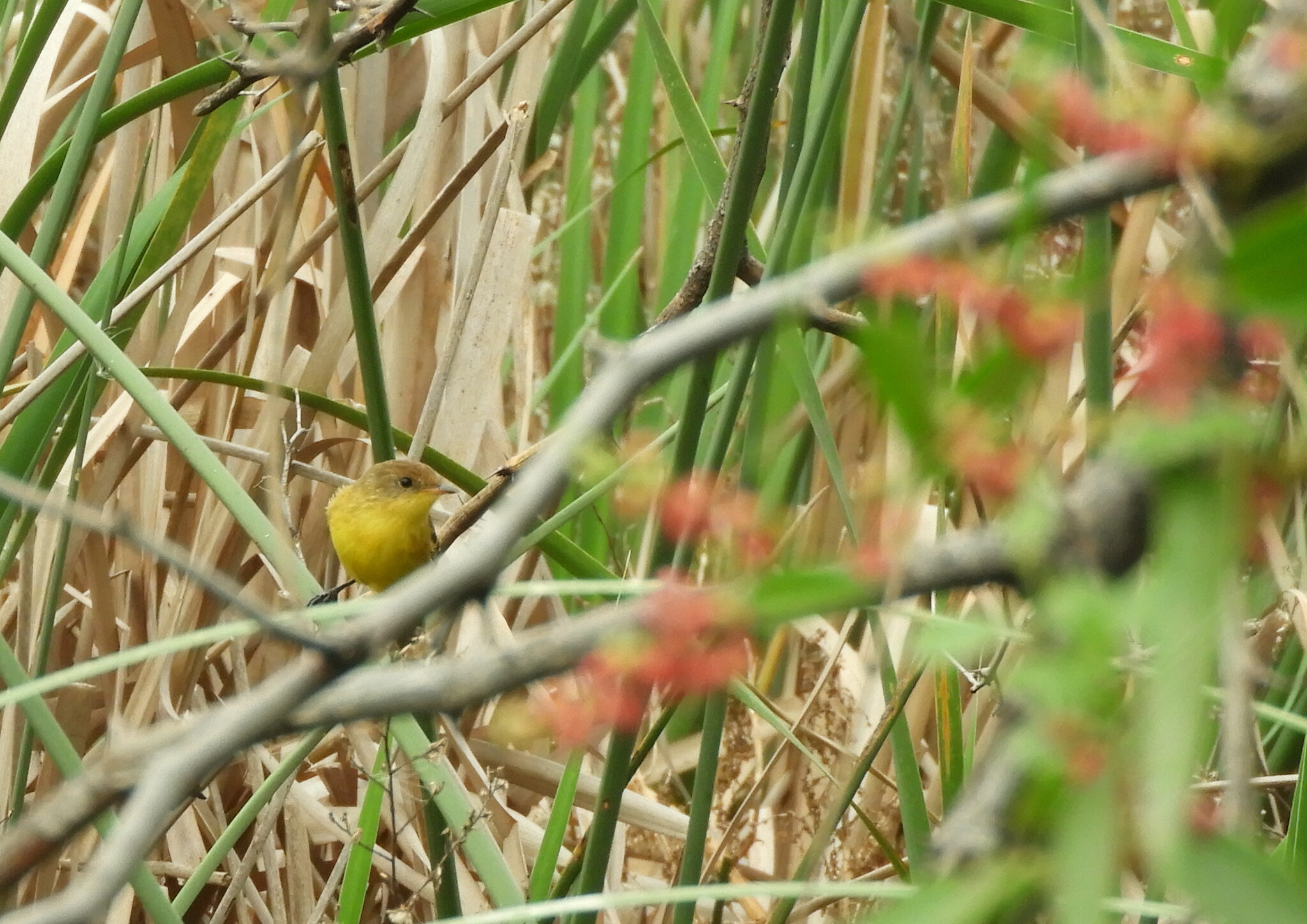 Dinelli's Doradito (Pseudocolopteryx dinelliana), photo 3