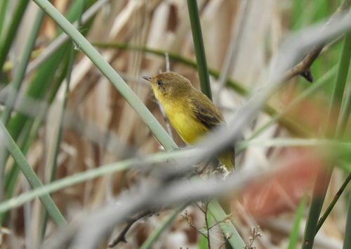 Dinelli's Doradito (Pseudocolopteryx dinelliana)