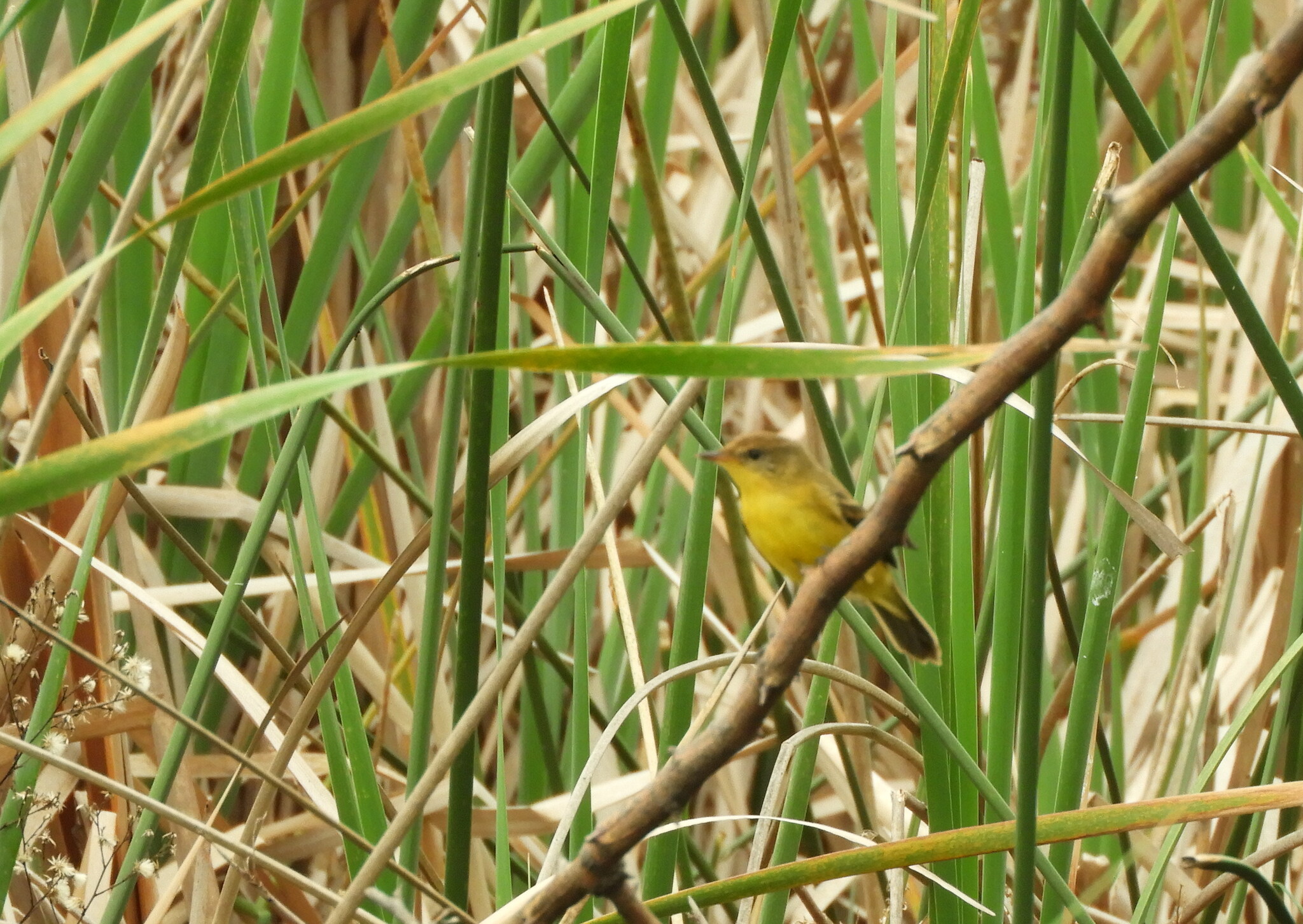 Dinelli's Doradito (Pseudocolopteryx dinelliana), photo 2