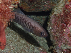 Galapagos Croaker photo 2