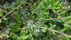 Lonicera ligustrina