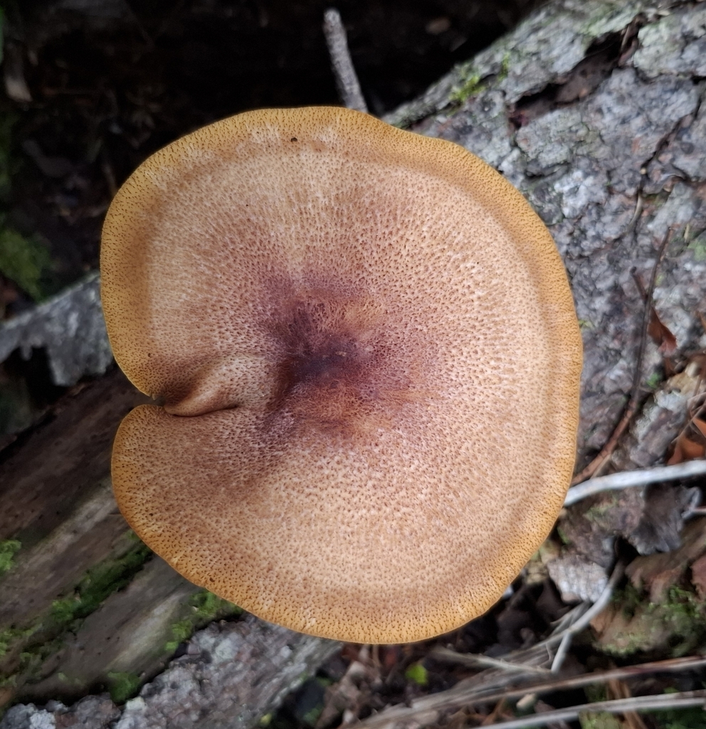 Tricholomopsis ornaticeps · May 2025 · photo: © hiltonward (iNaturalist, cc0)