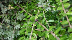 Lonicera ligustrina