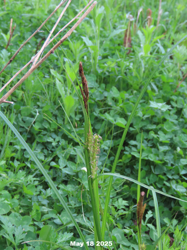 Carex miyabei iNat (2)