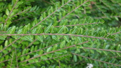 Lonicera ligustrina