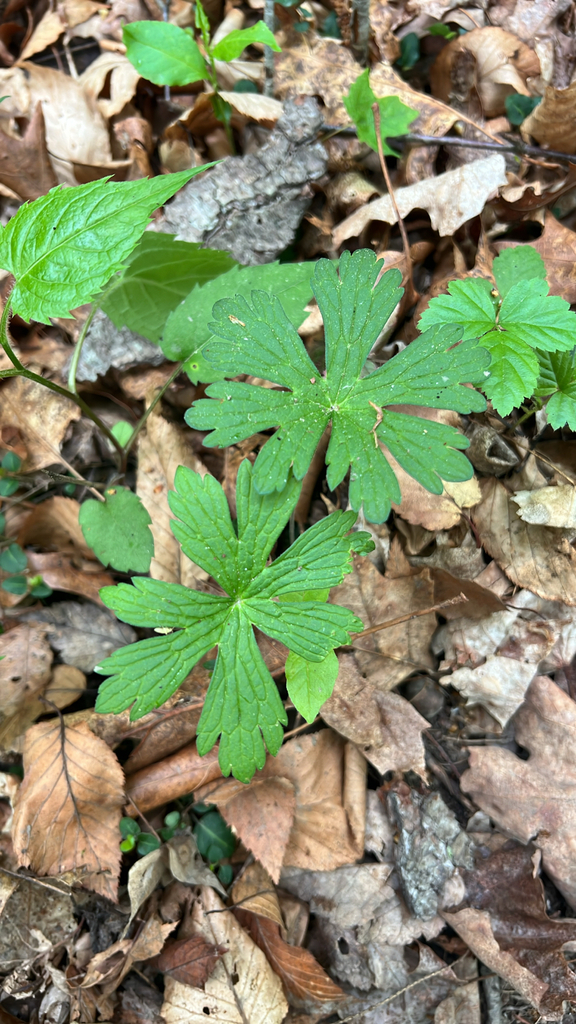 wild geranium