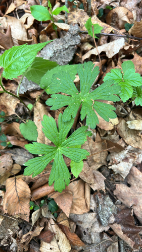 wild geranium