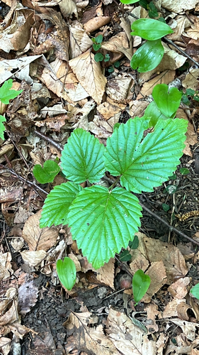 viburnums