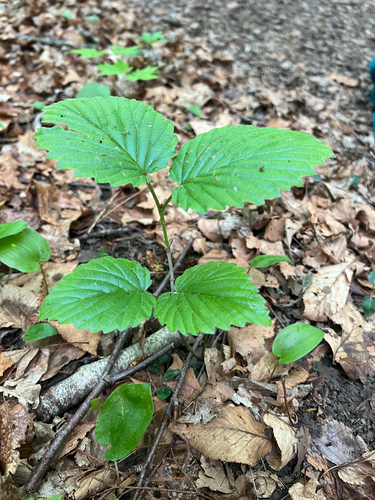 viburnums