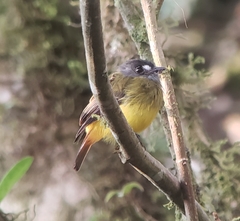 Myiotriccus ornatus