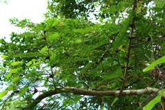 Vachellia hindsii