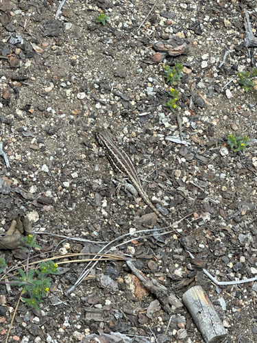 iNaturalist observation photo of Common Sagebrush Lizard