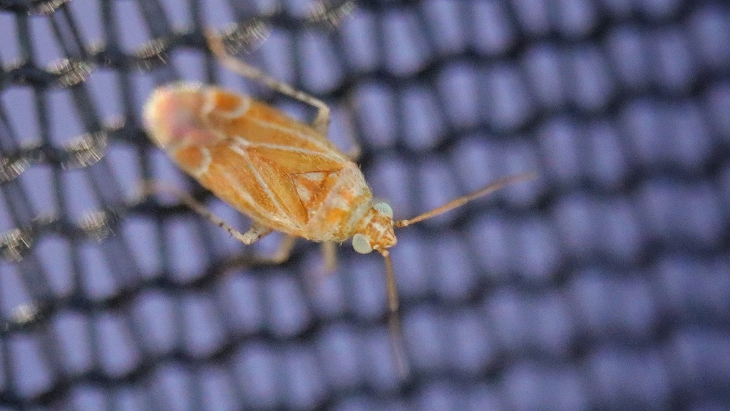Quercophylus