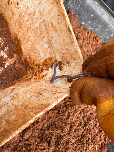 Typical Blind Snakes sighting