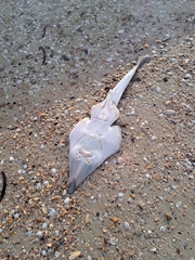 Southern Shovelnose Ray photo 5