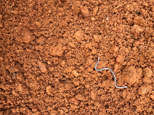 Typical Blind Snakes sighting