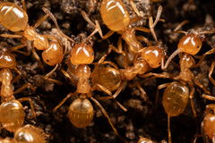 Lasius arizonicus