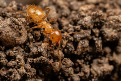 Lasius arizonicus