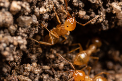 Lasius arizonicus