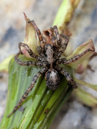 Emerton's Wolf Spider