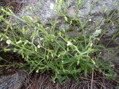 Cerastium nutans
