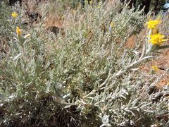 Tetradymia canescens