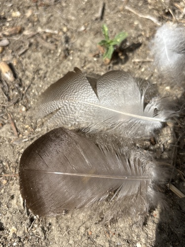 iNaturalist observation photo of Mallard