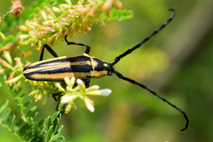 Sphaenothecus trilineatus