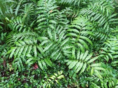 Blechnum orientale